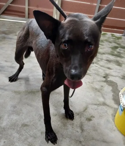 混種犬