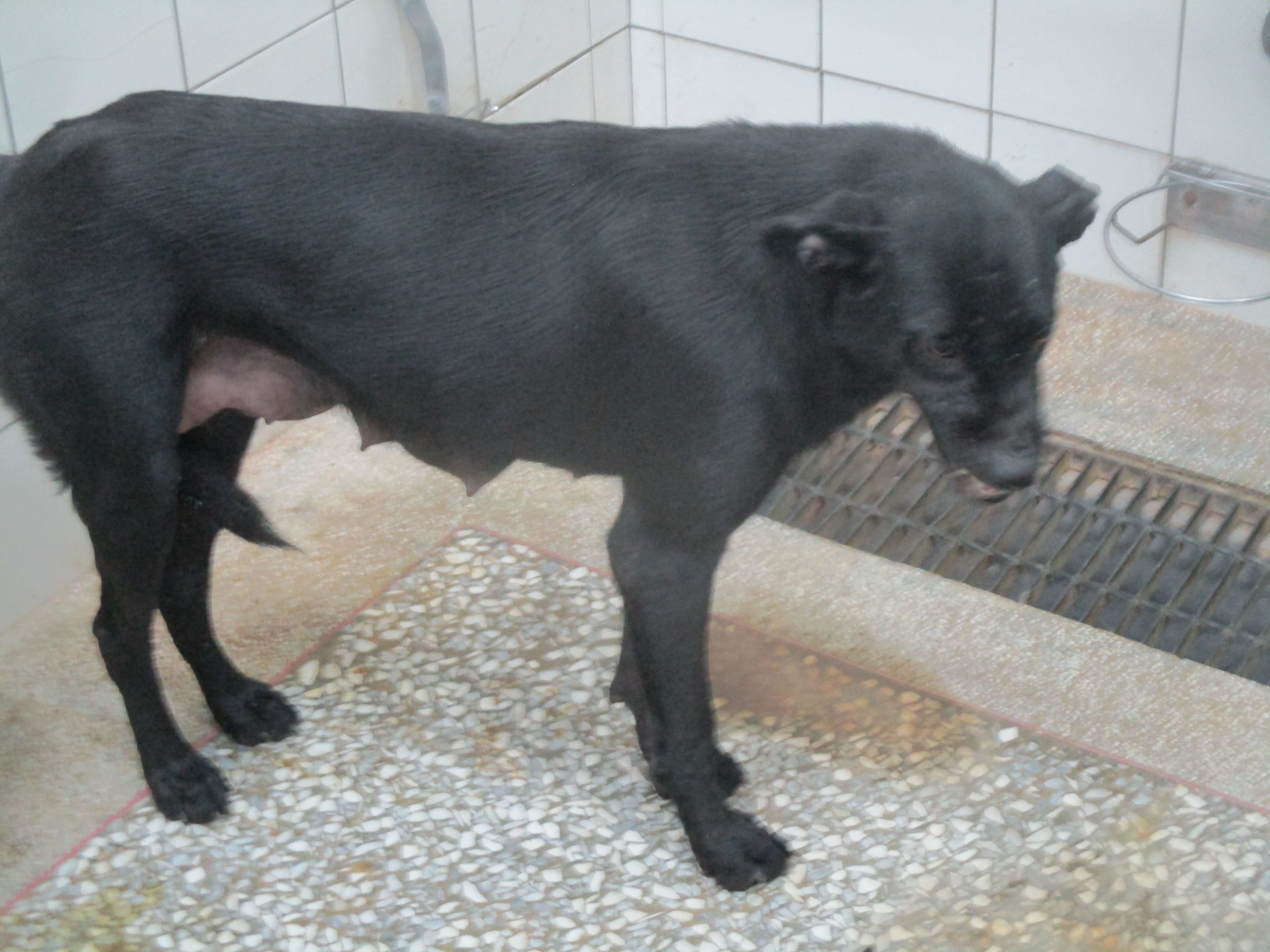 混種犬