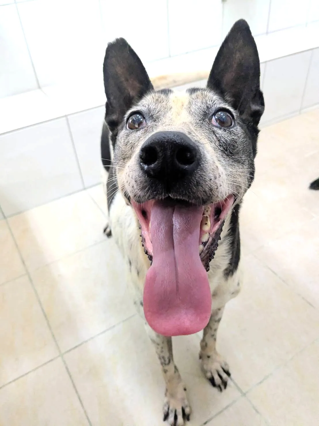 混種犬