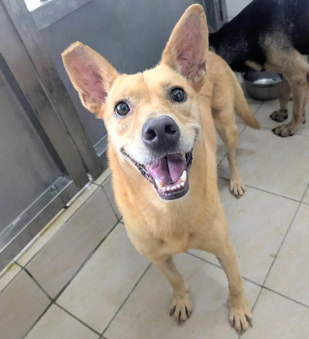 混種犬