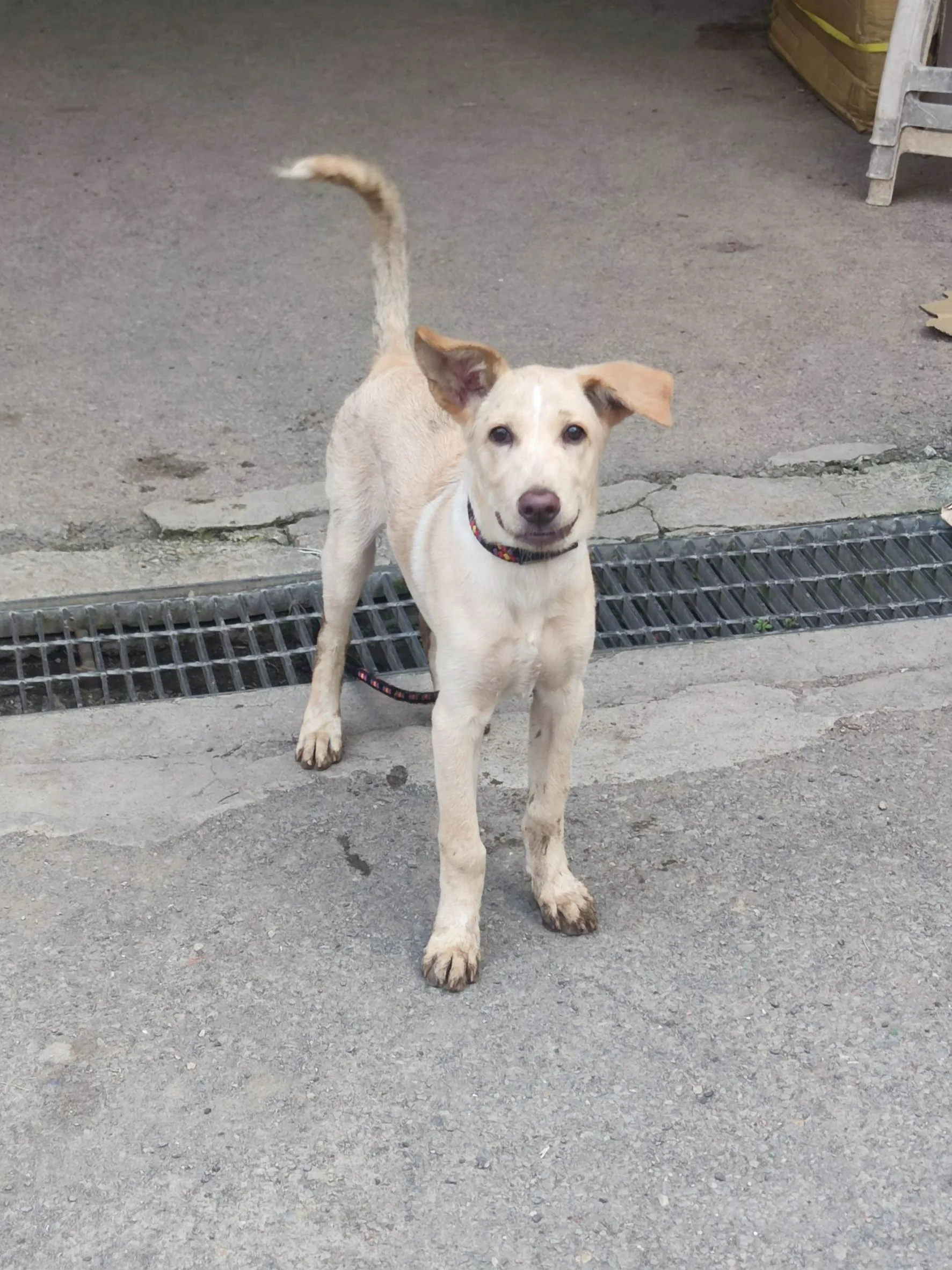 混種犬