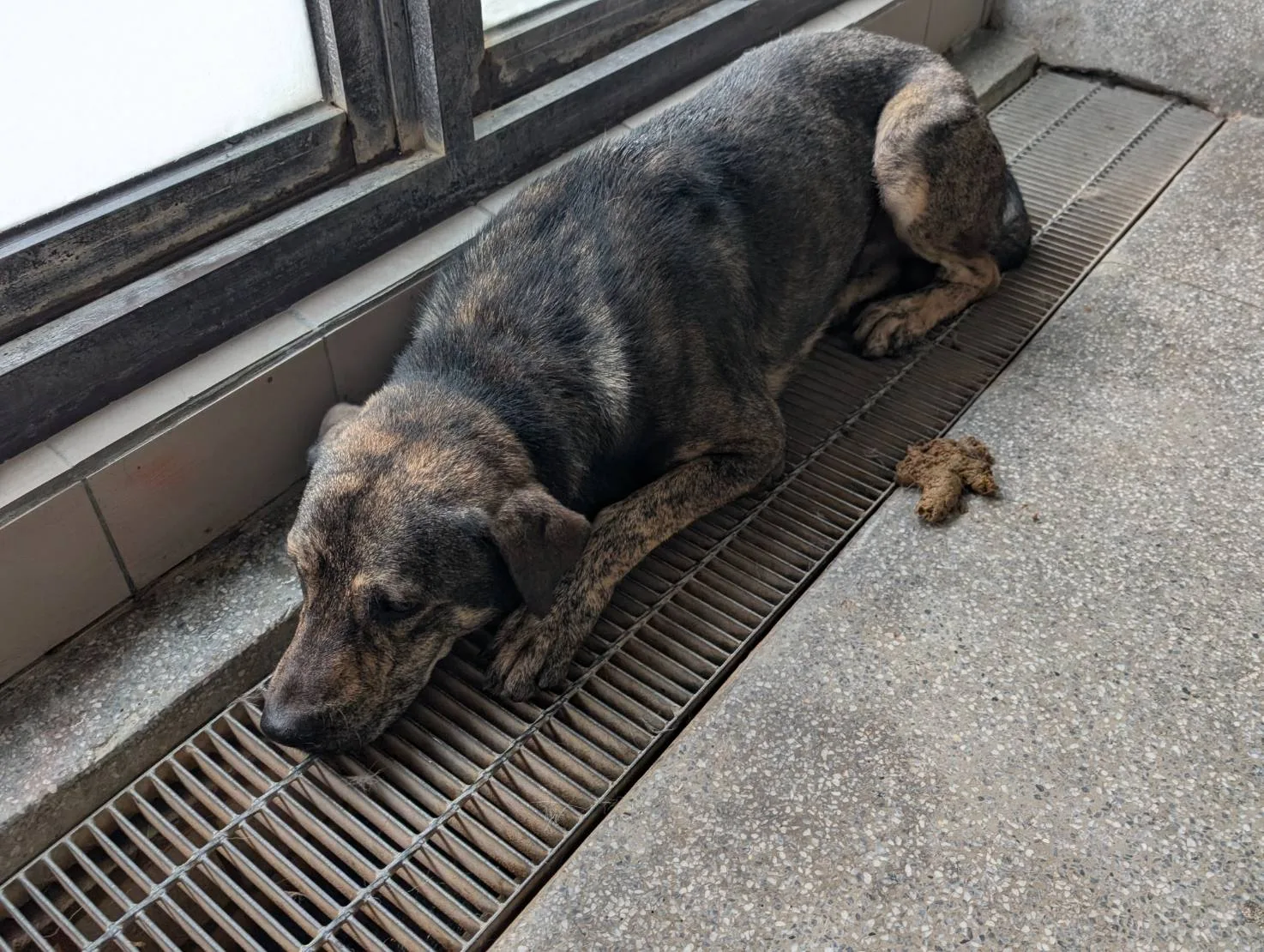 混種犬
