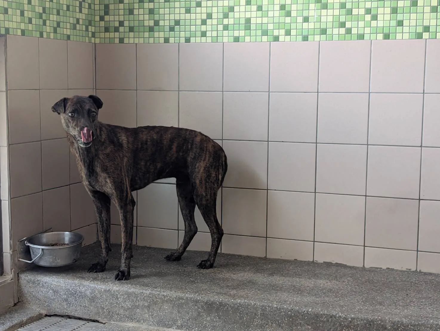 混種犬