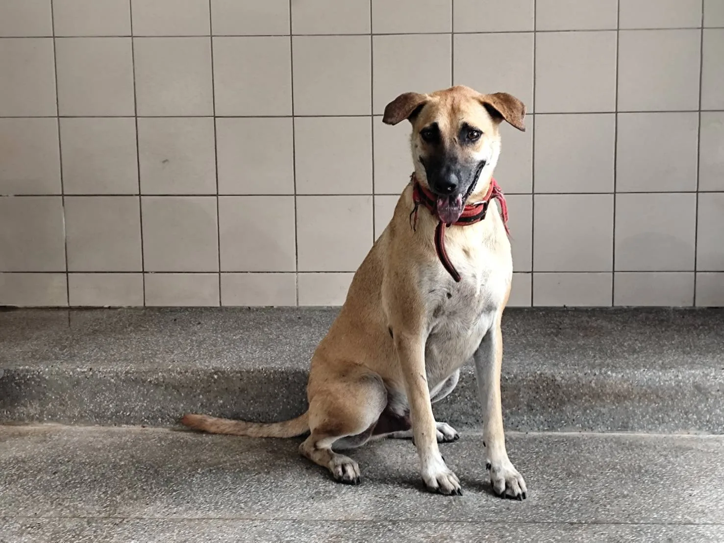 混種犬