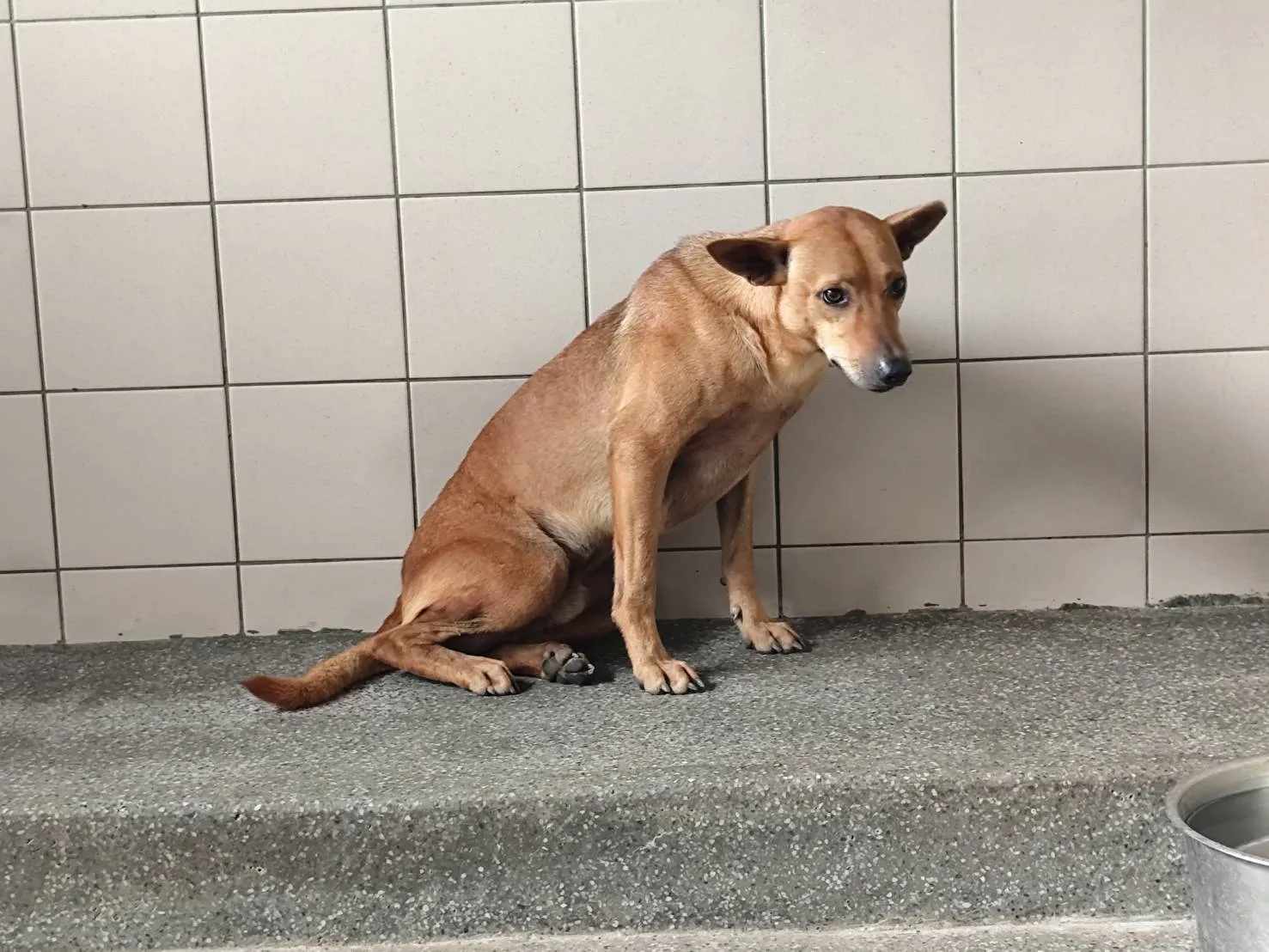 混種犬