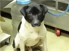 混種犬