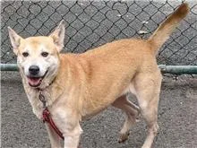 混種犬