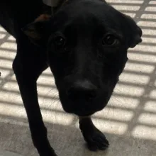 混種犬