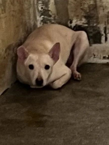 混種犬