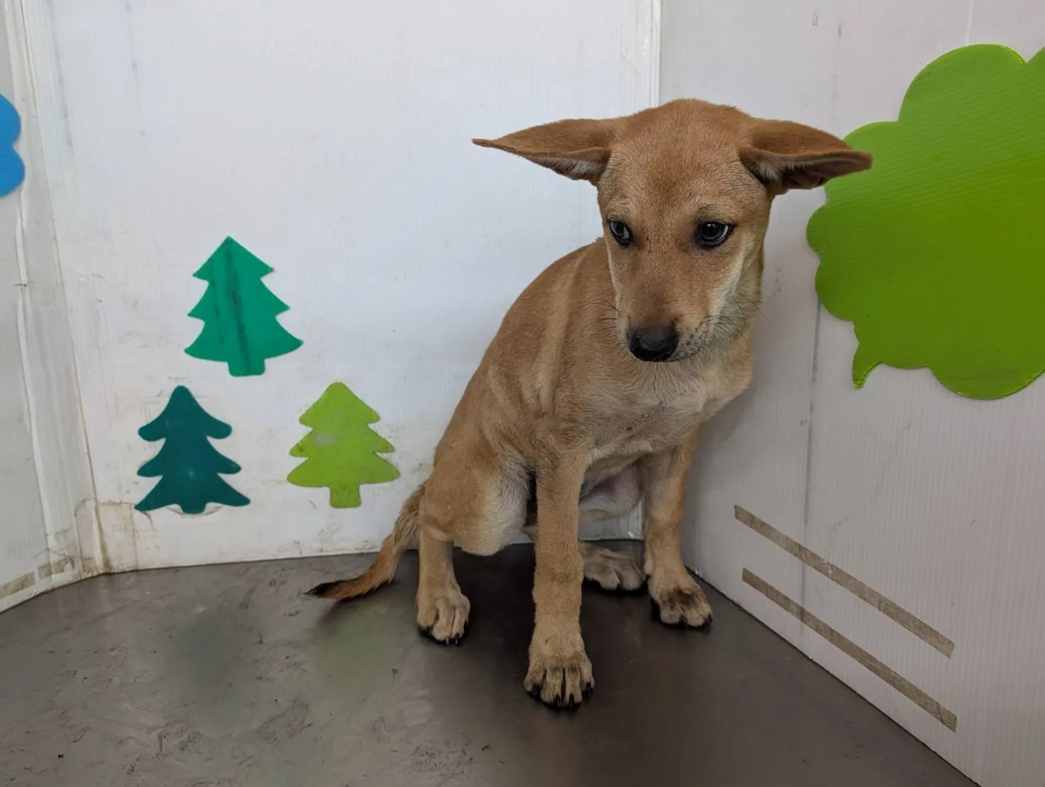 混種犬