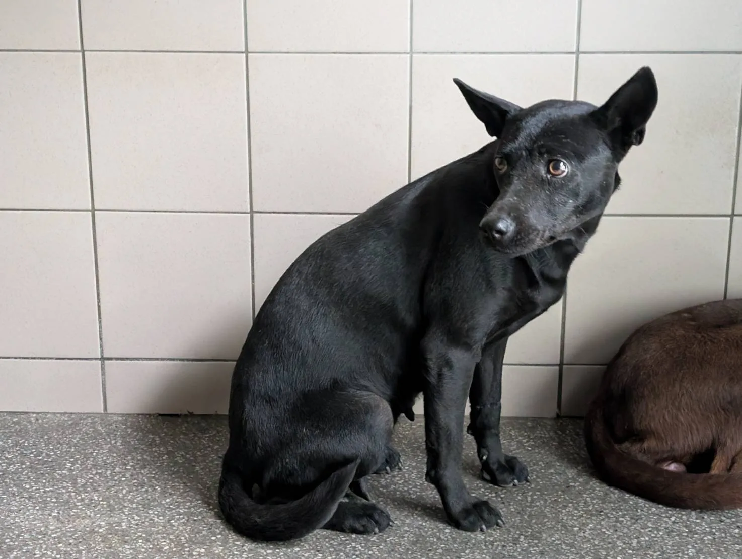混種犬