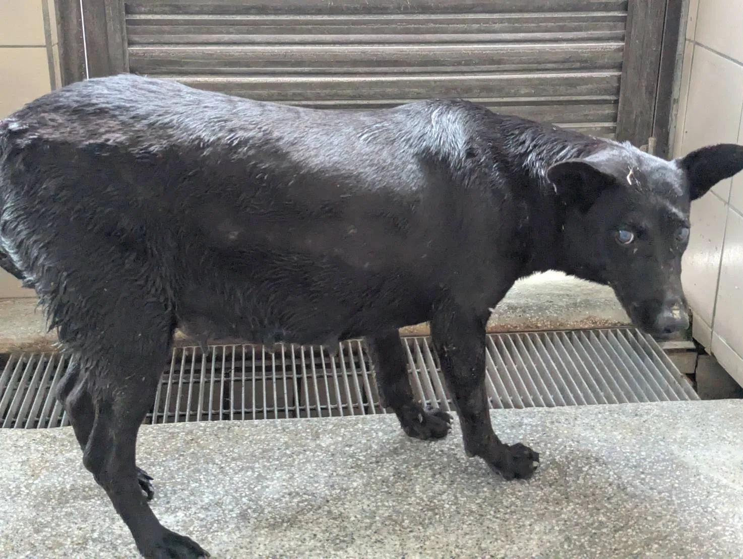混種犬