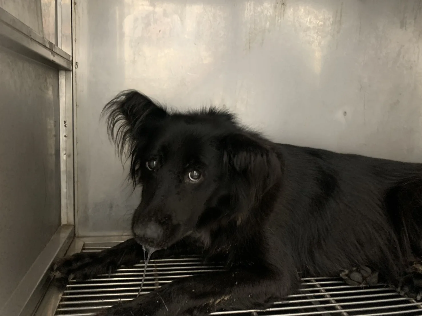 混種犬