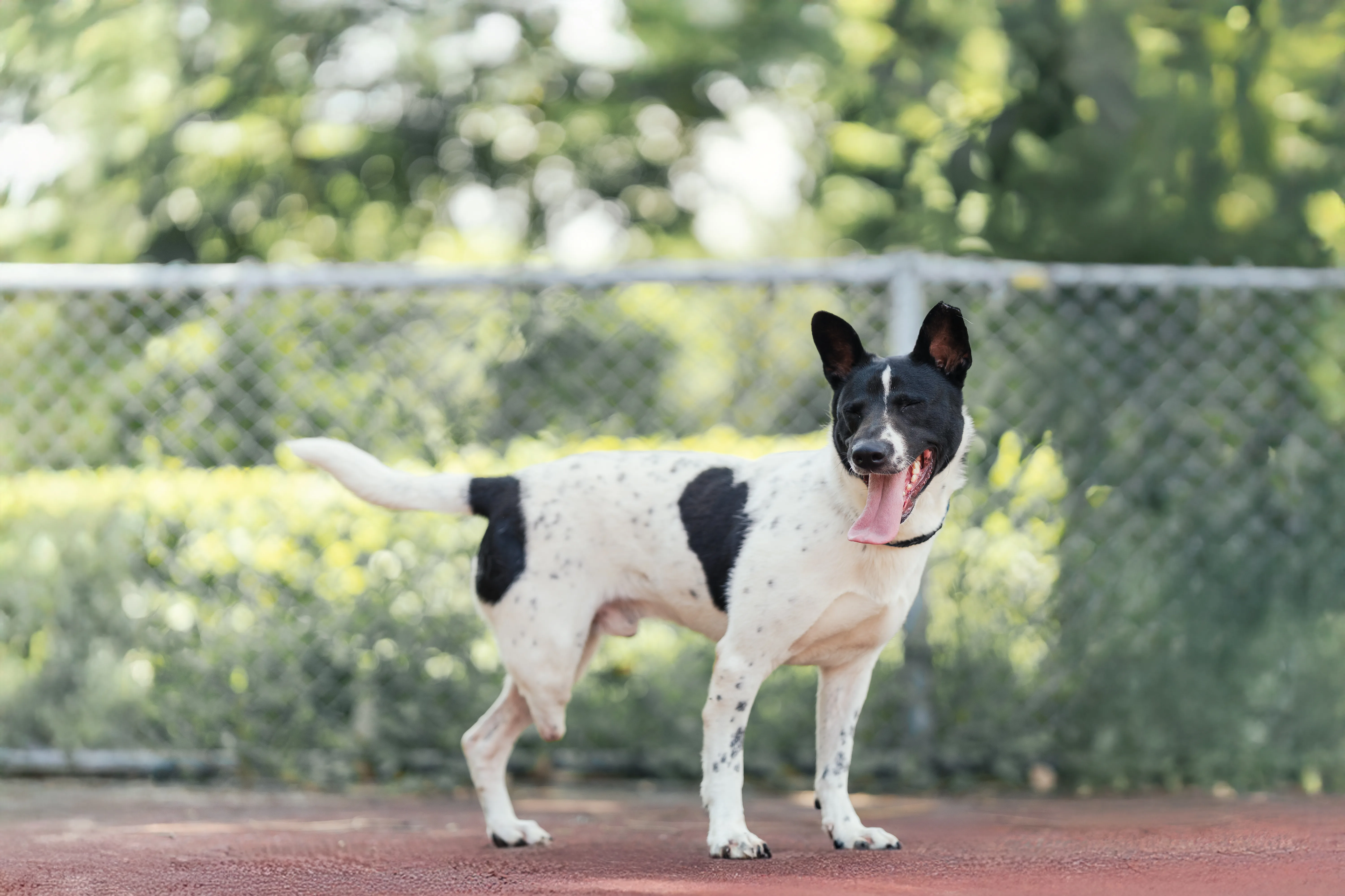 混種犬