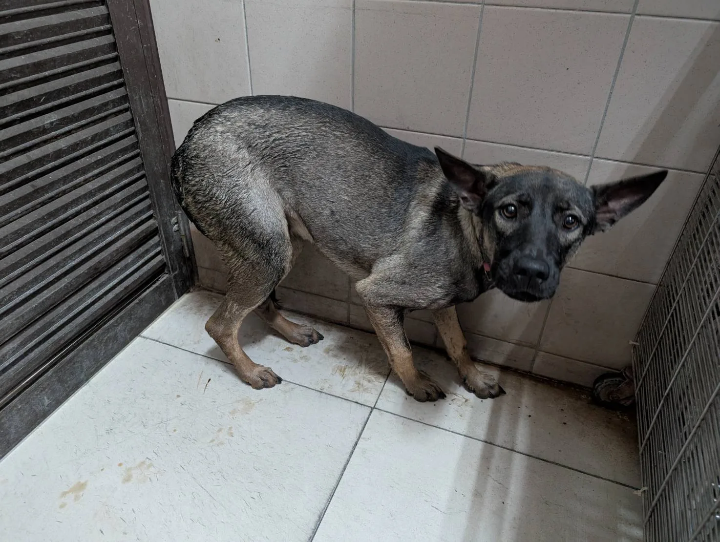 混種犬
