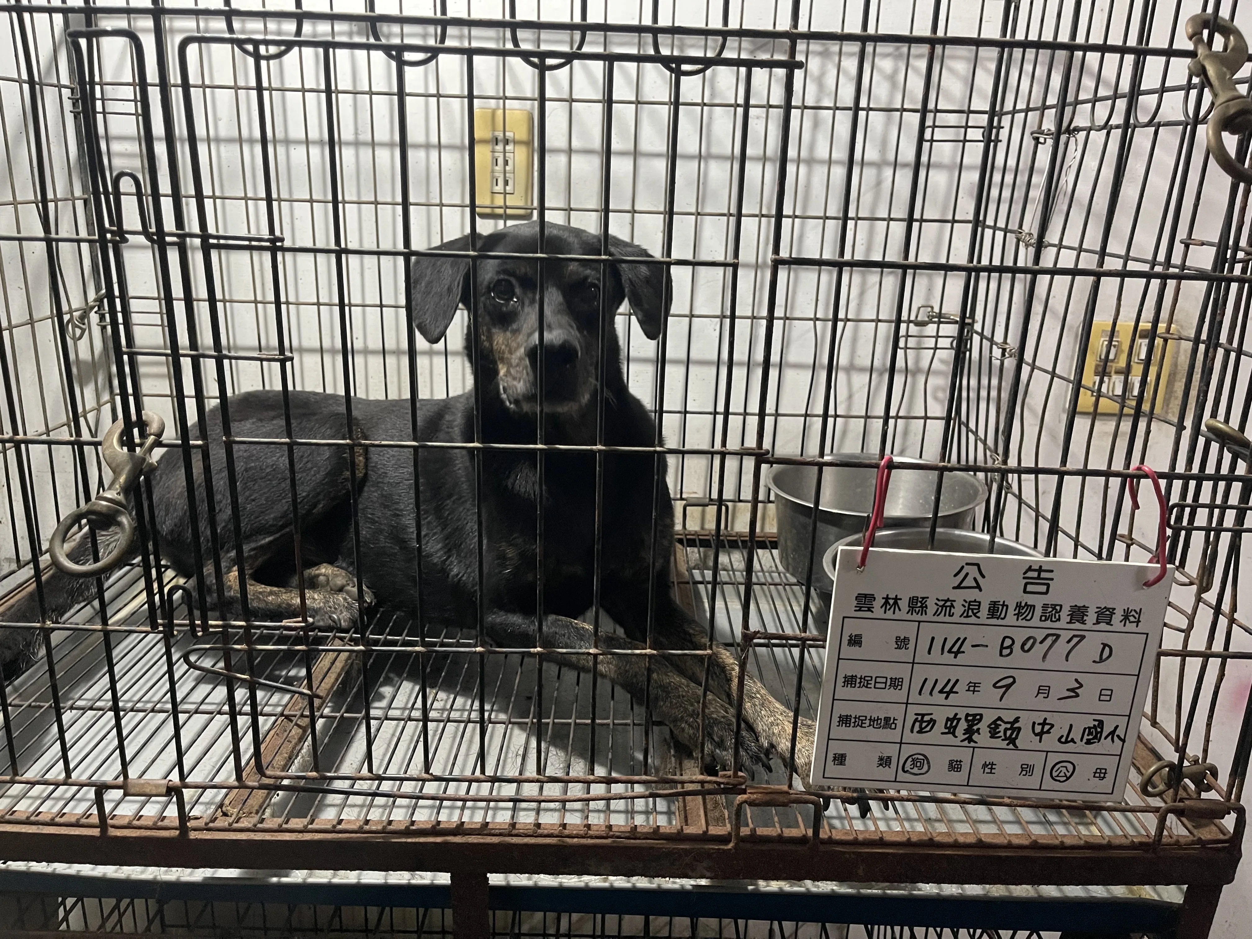 混種犬