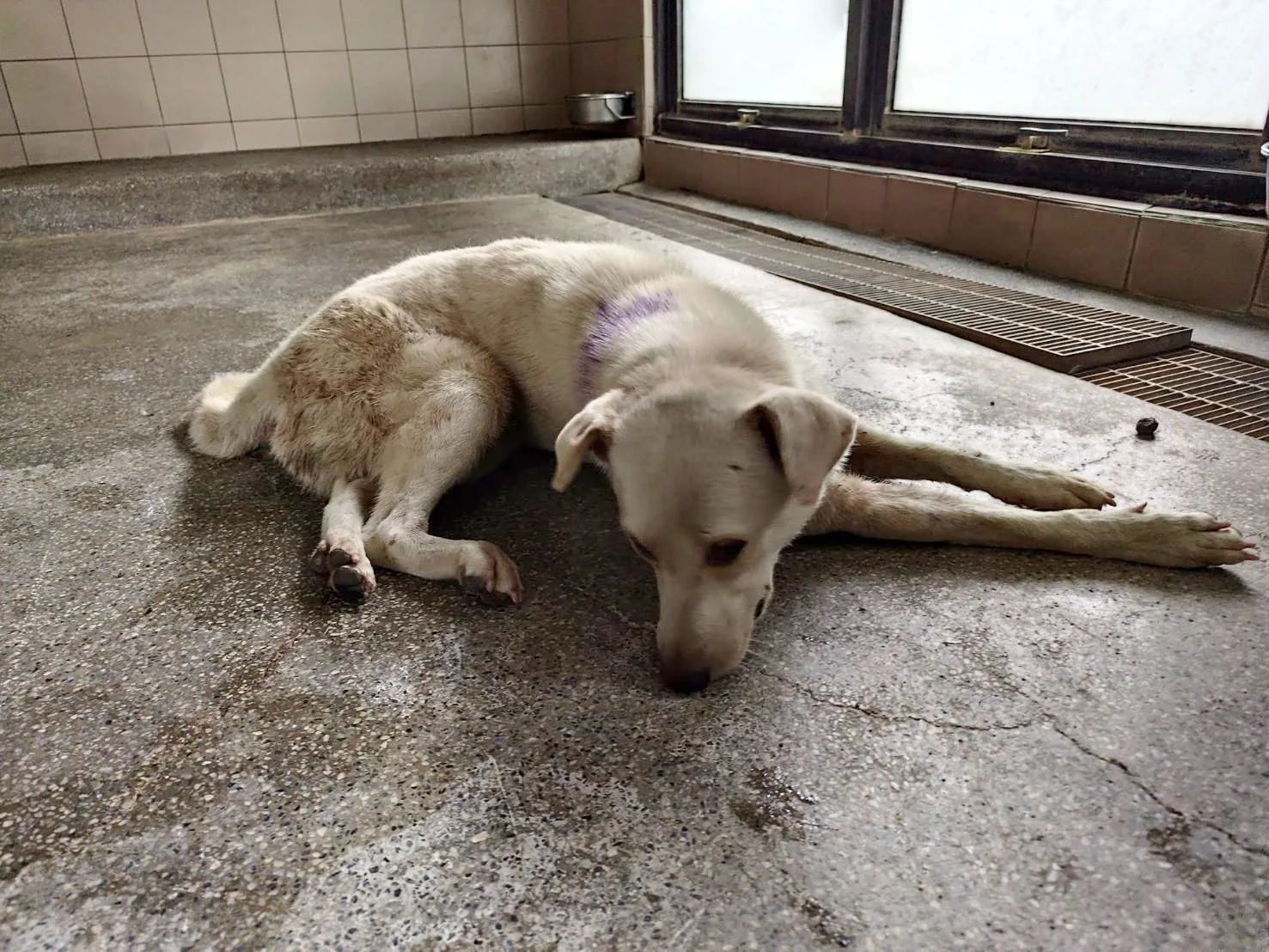混種犬