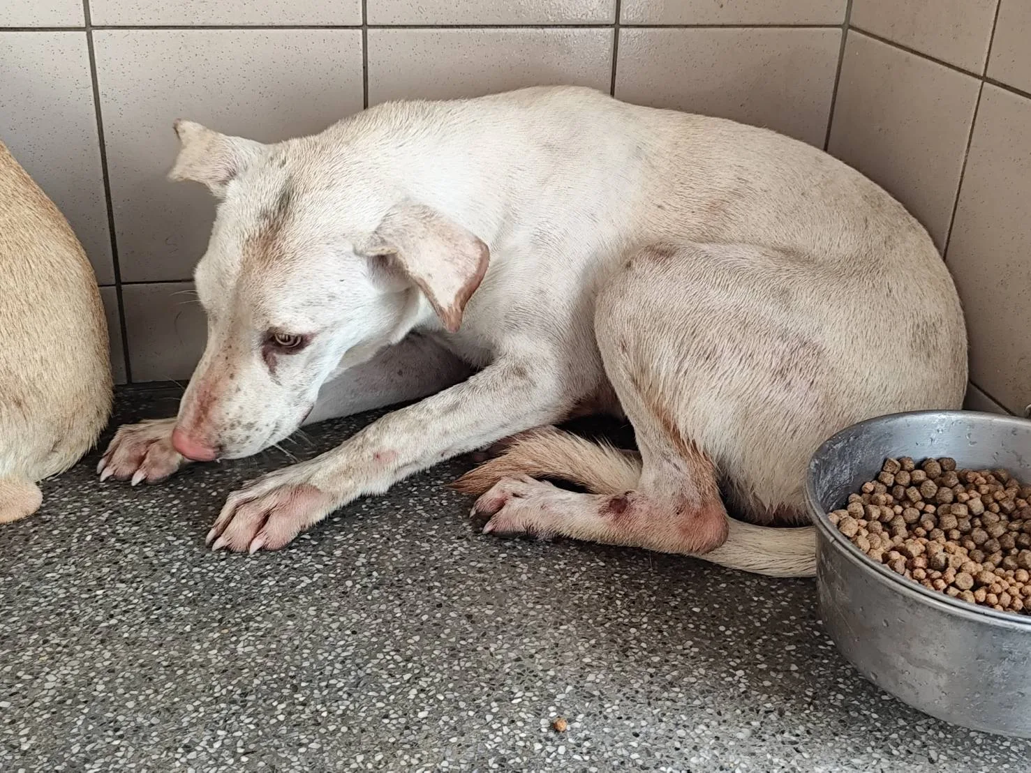 混種犬