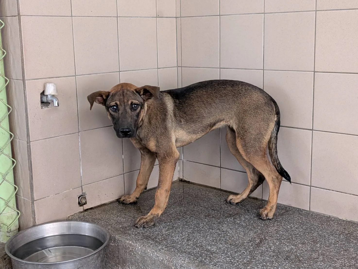 混種犬