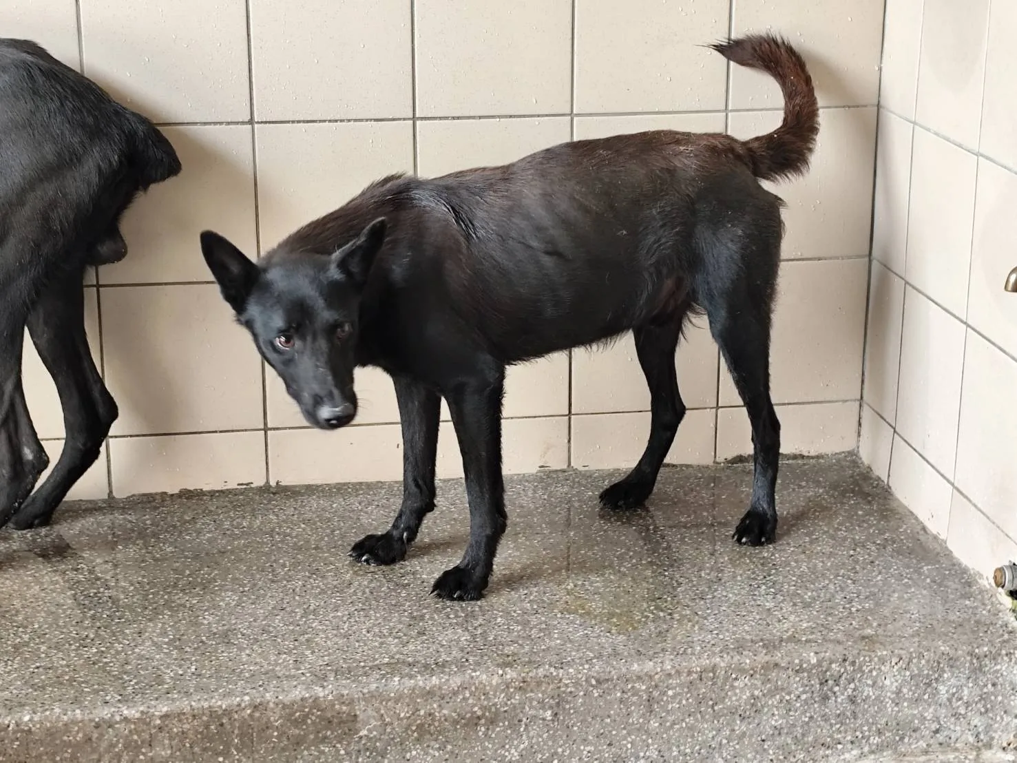混種犬