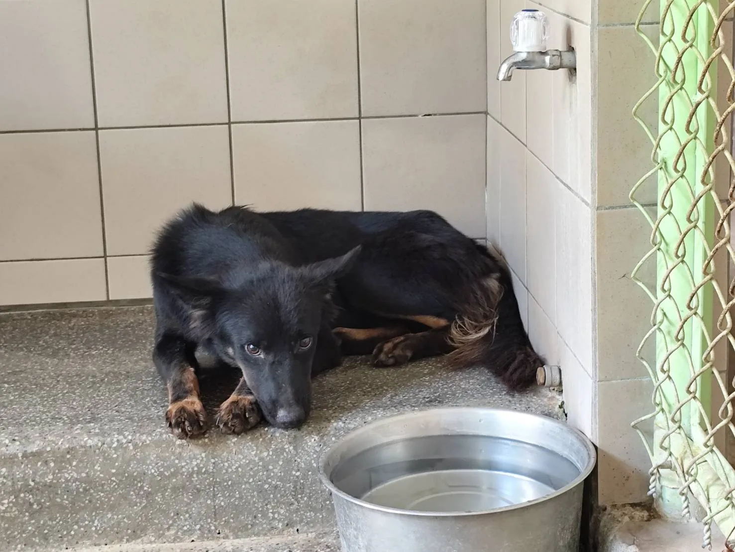 混種犬