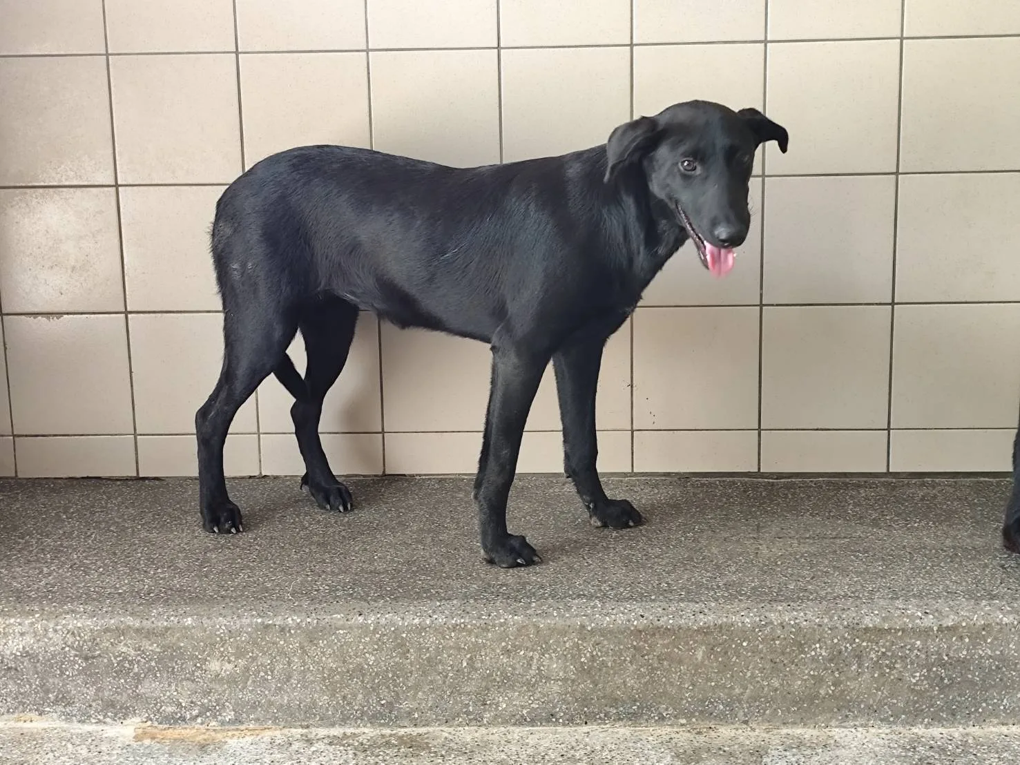混種犬