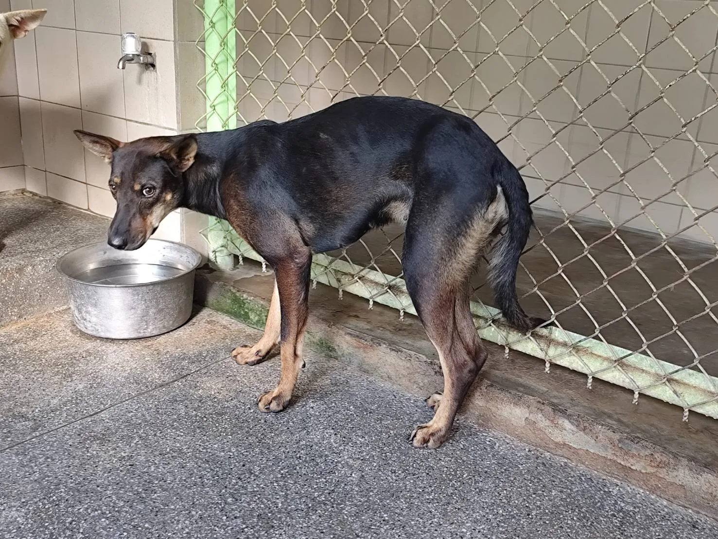 混種犬