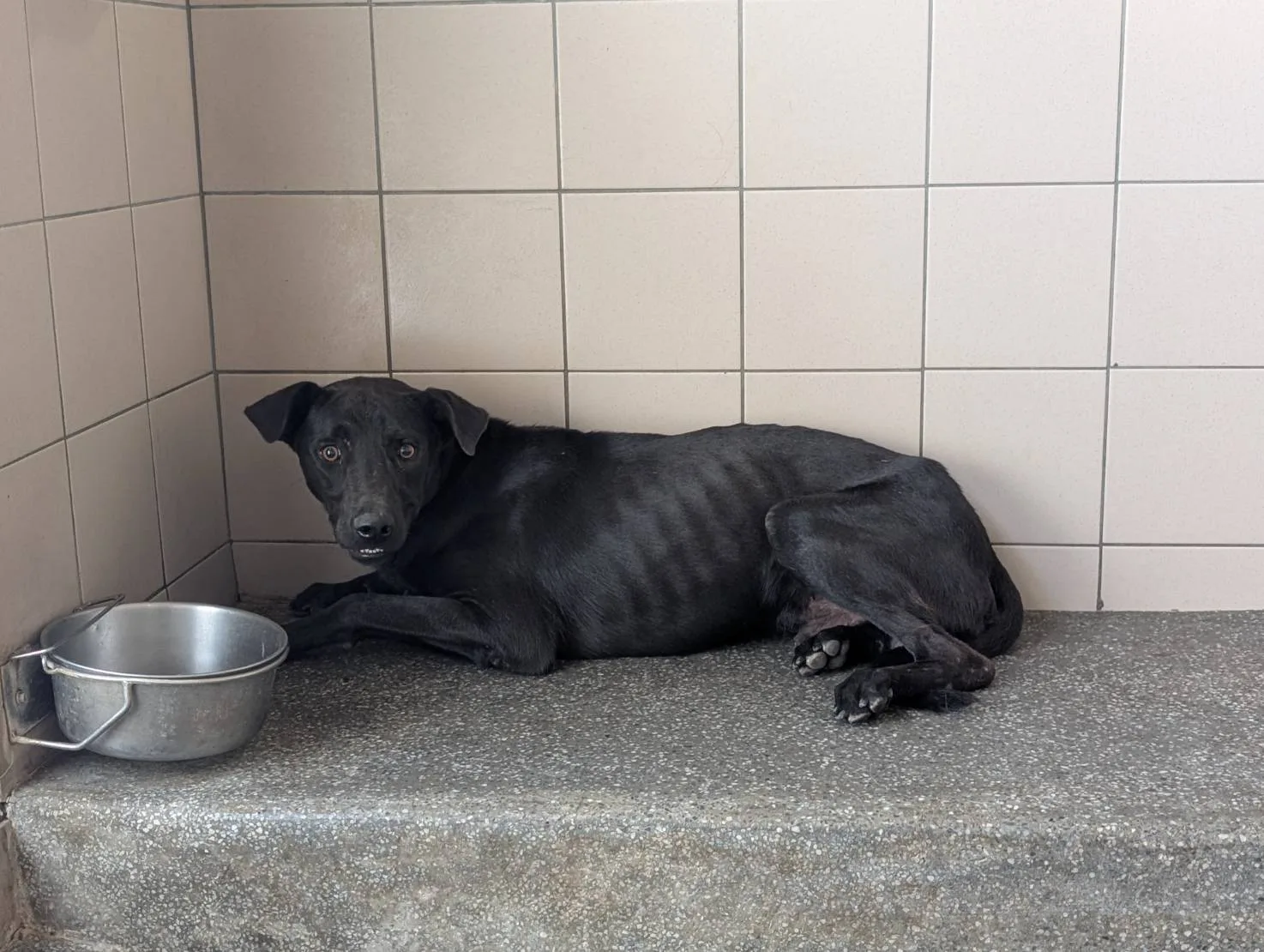 混種犬