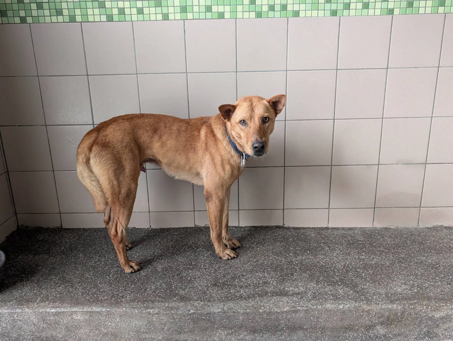 混種犬