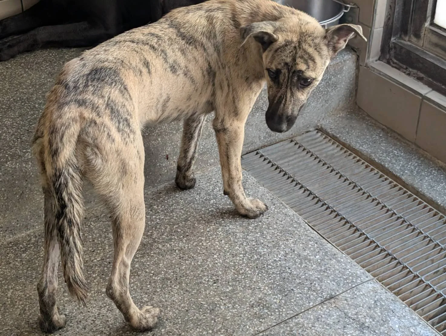 混種犬