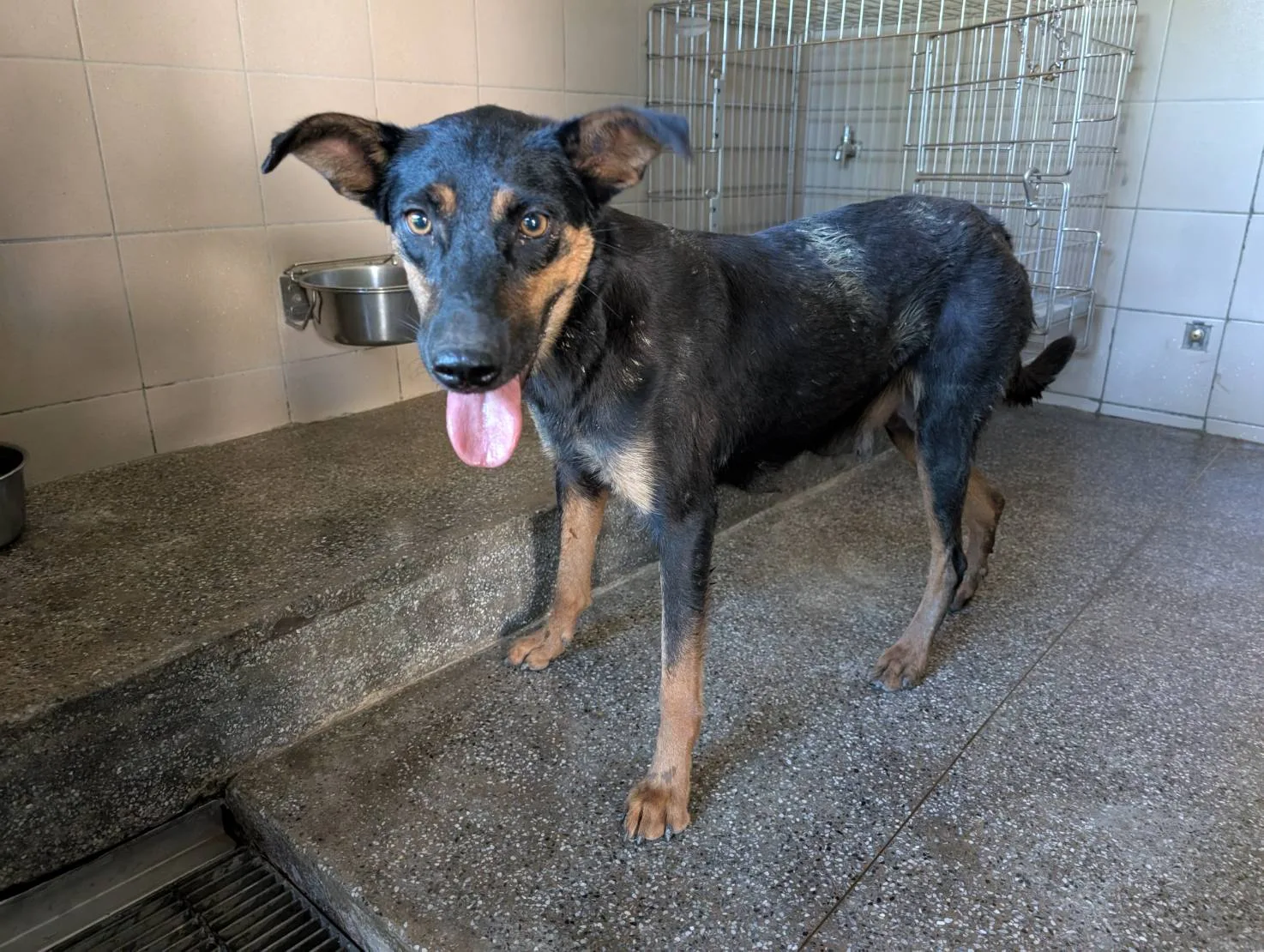 混種犬