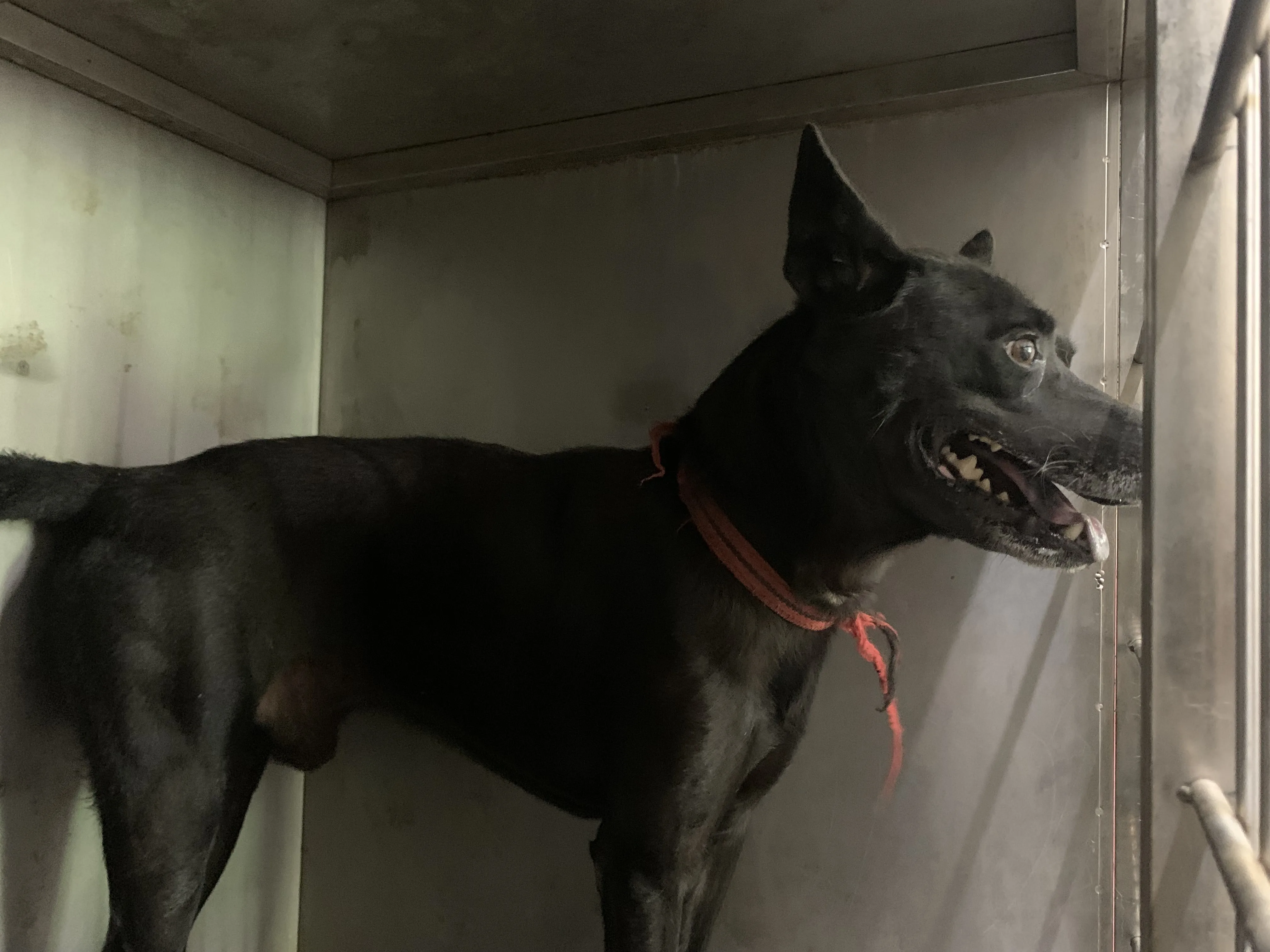 混種犬