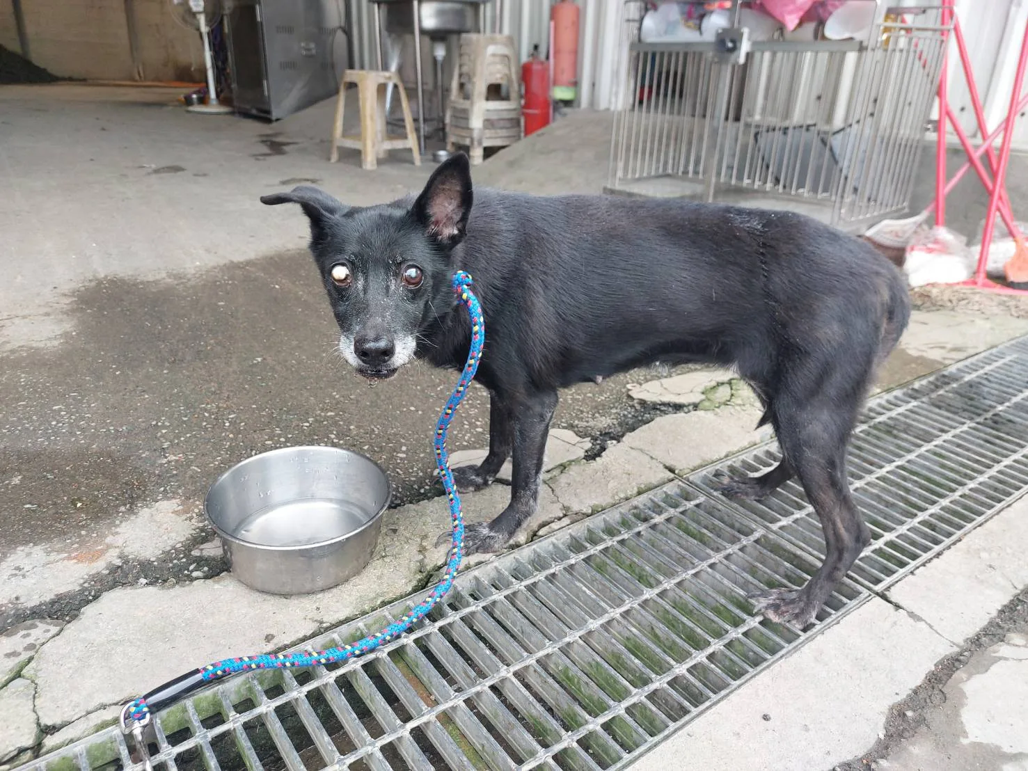 混種犬