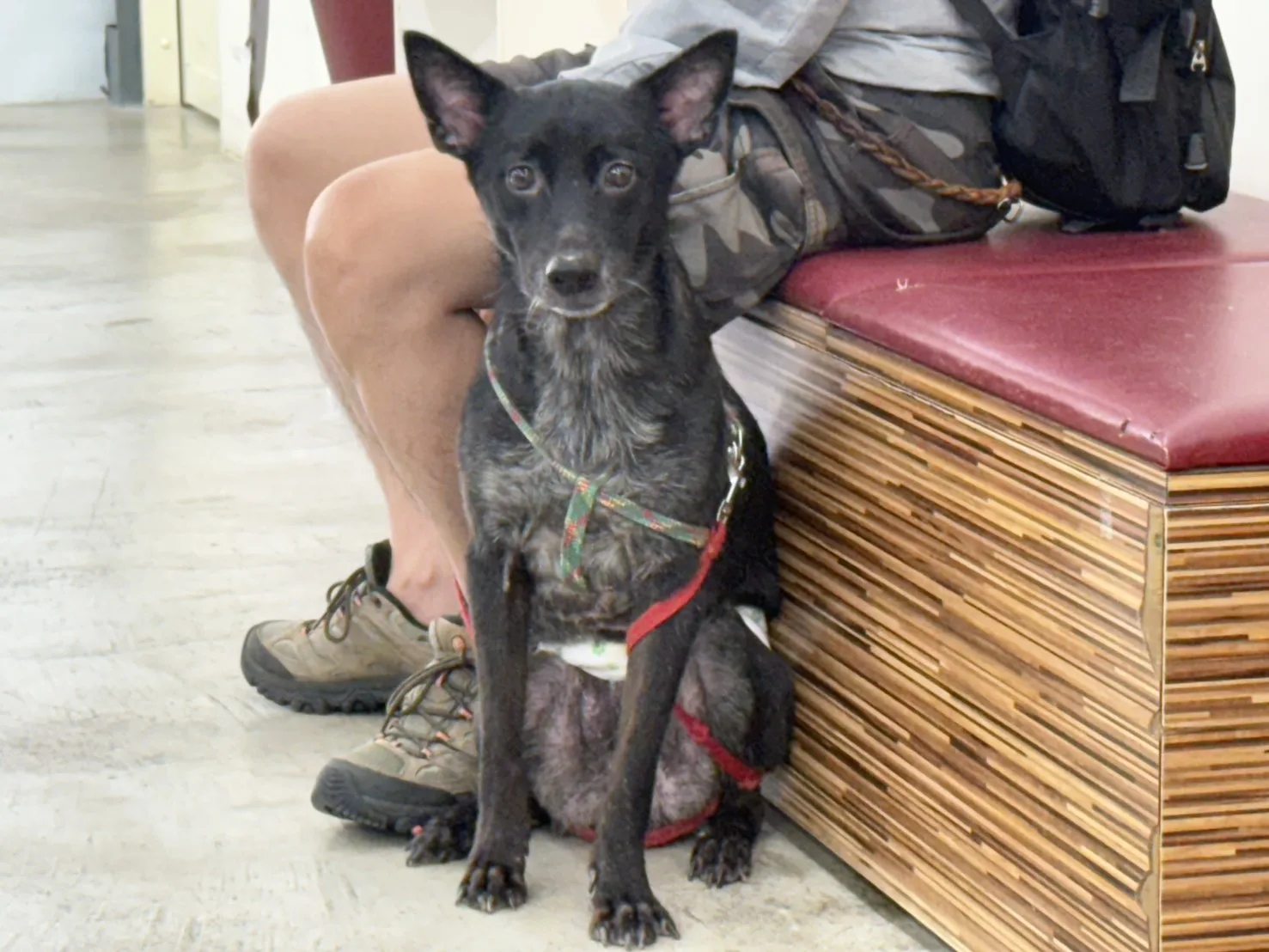 混種犬