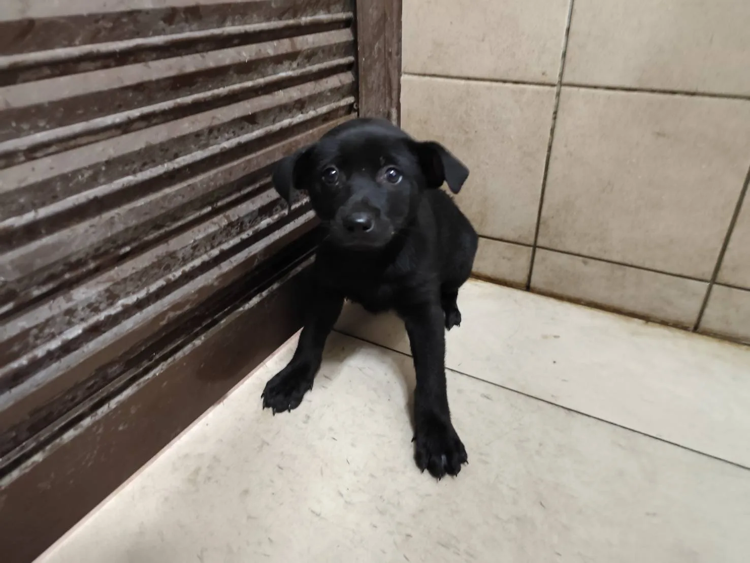 混種犬