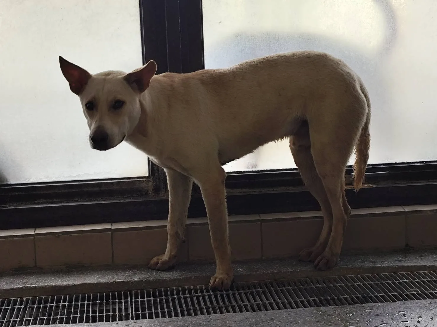 混種犬