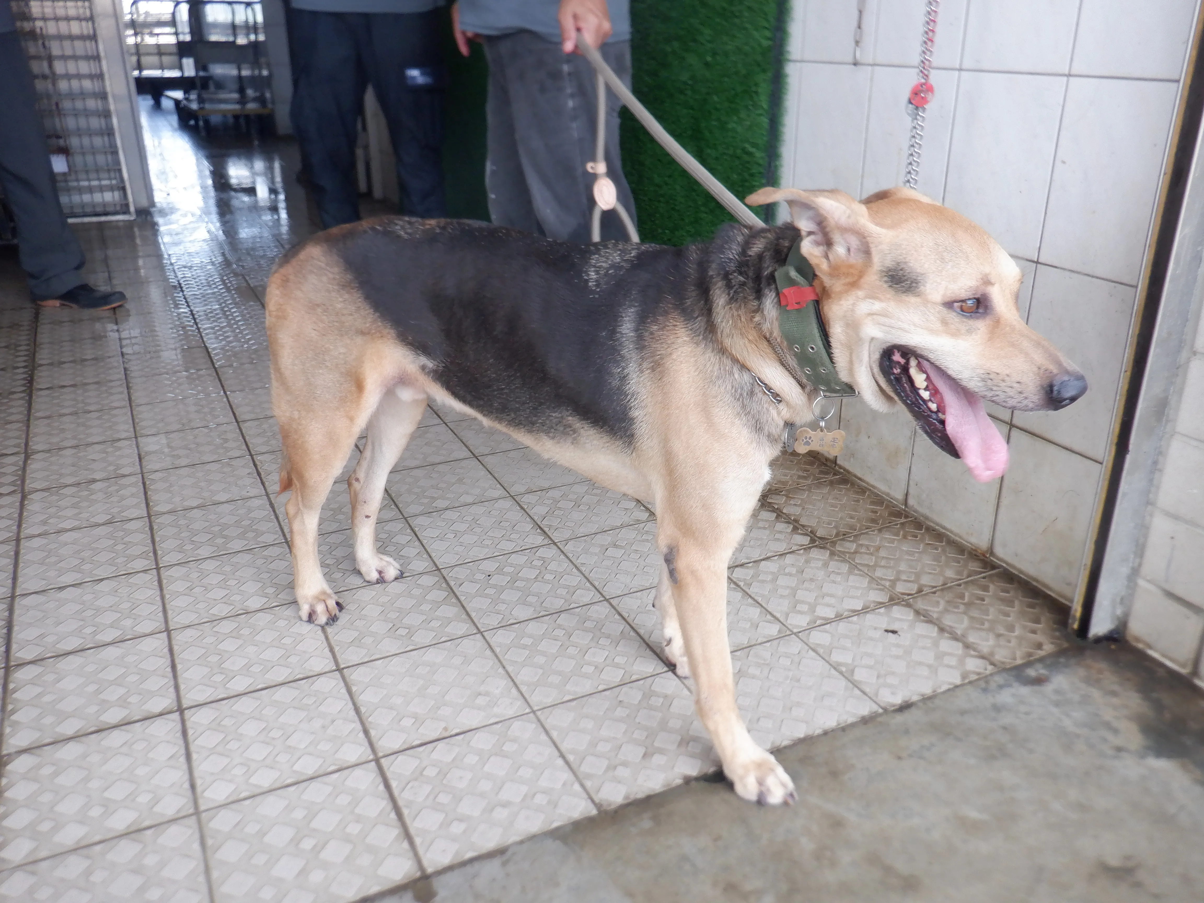 混種犬