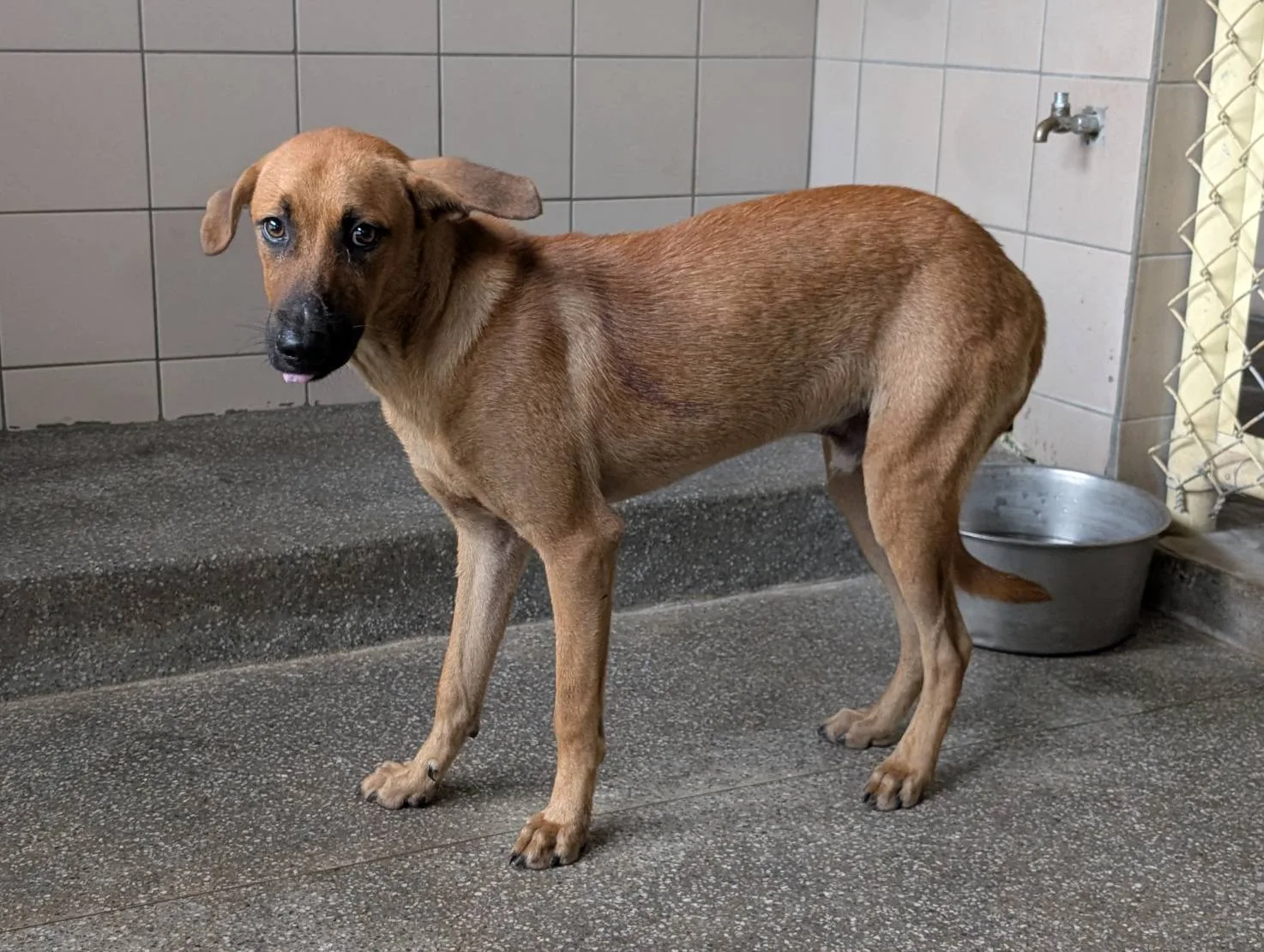 混種犬