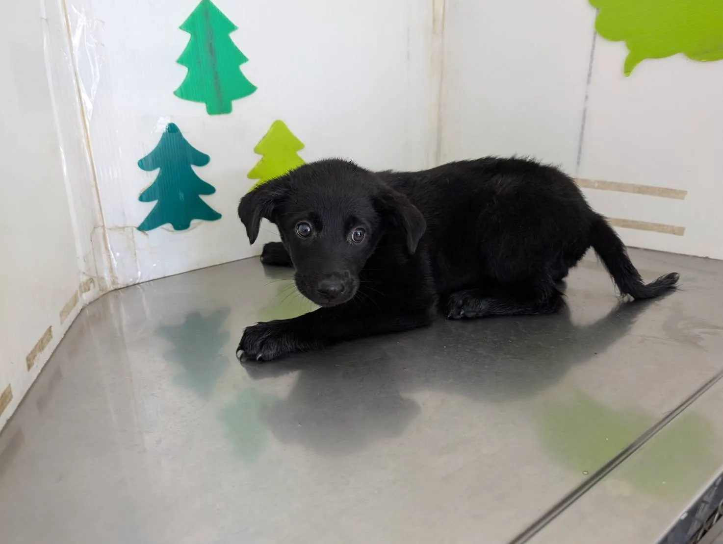 混種犬