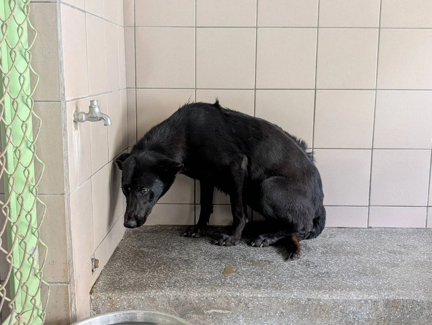 混種犬