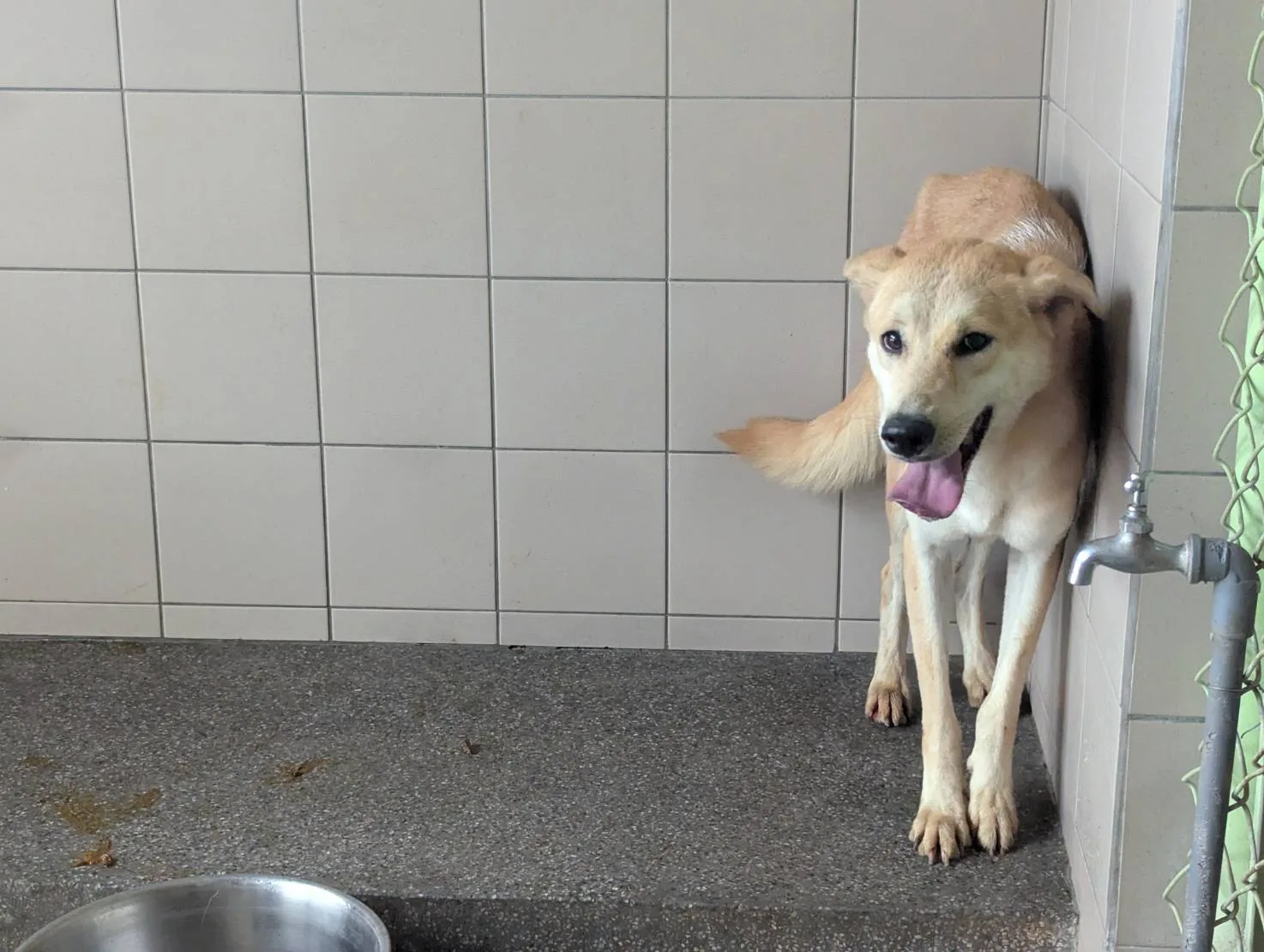 混種犬