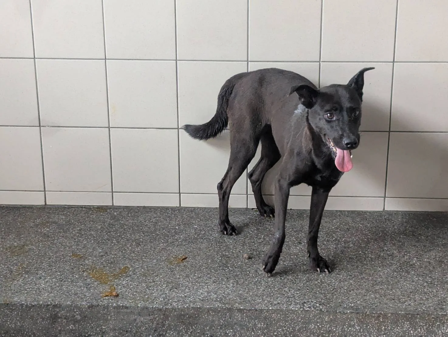 混種犬