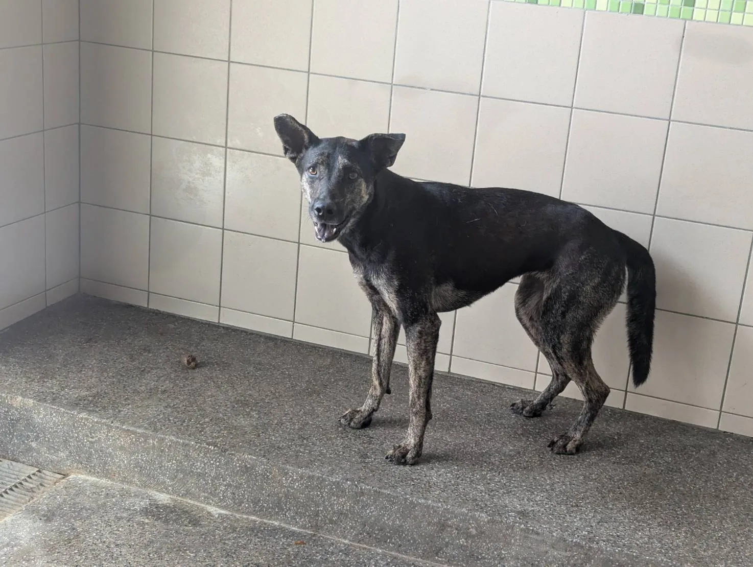 混種犬
