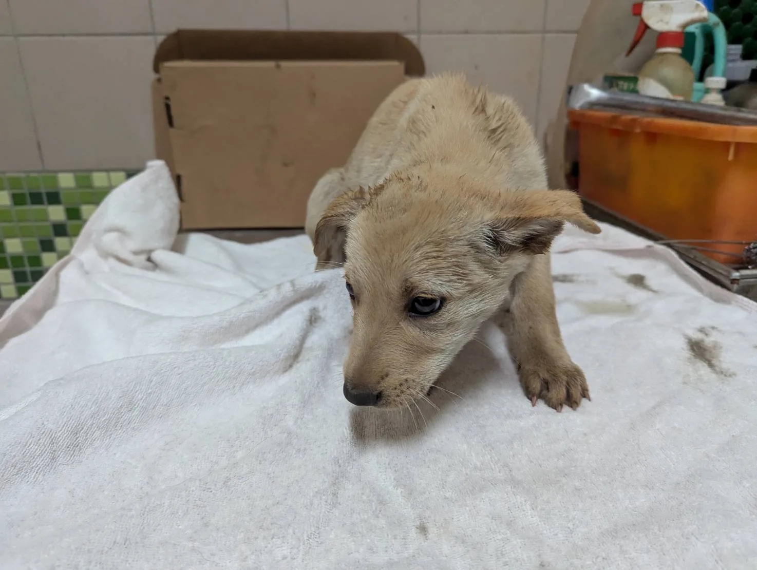 混種犬