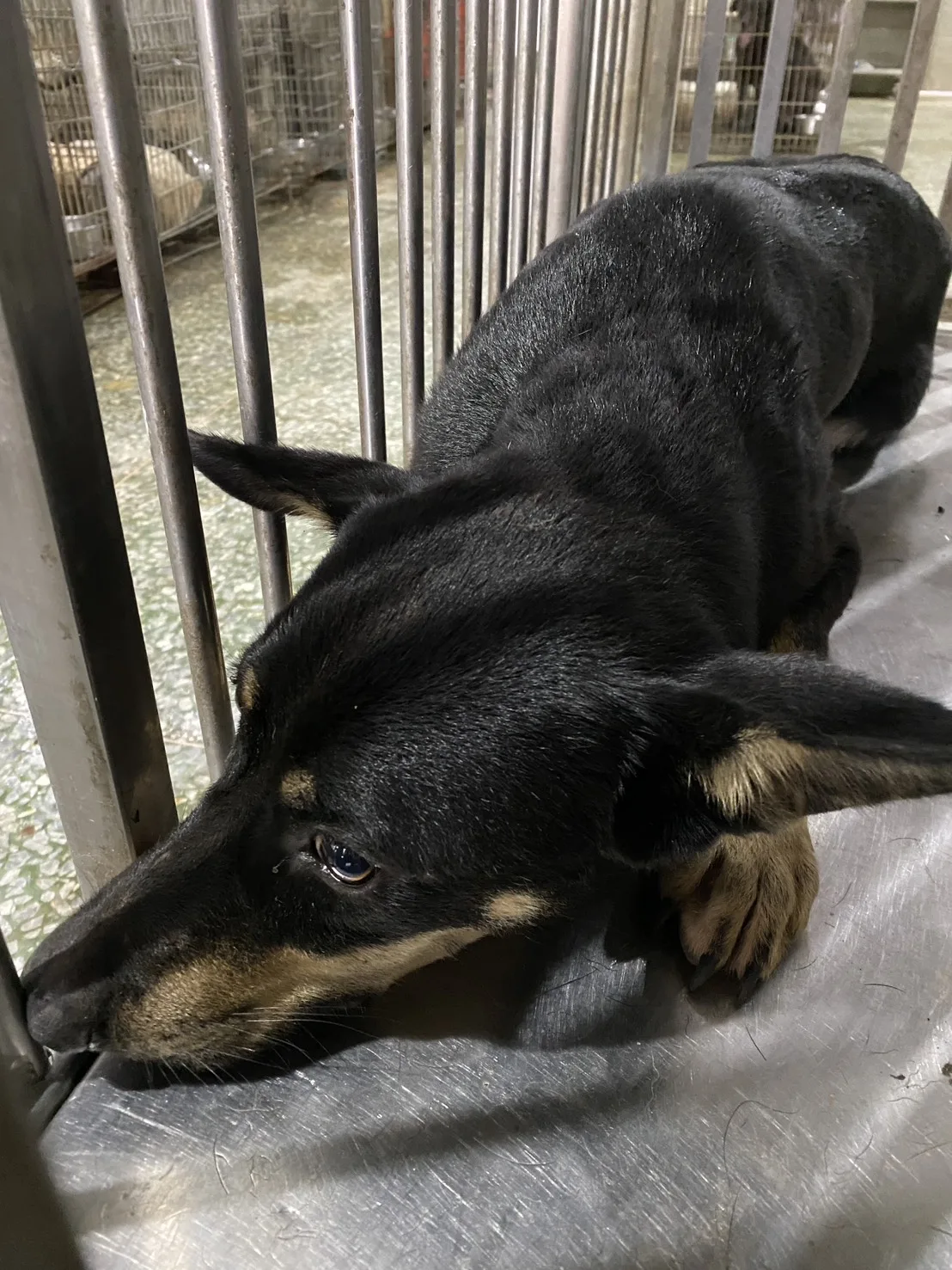 混種犬