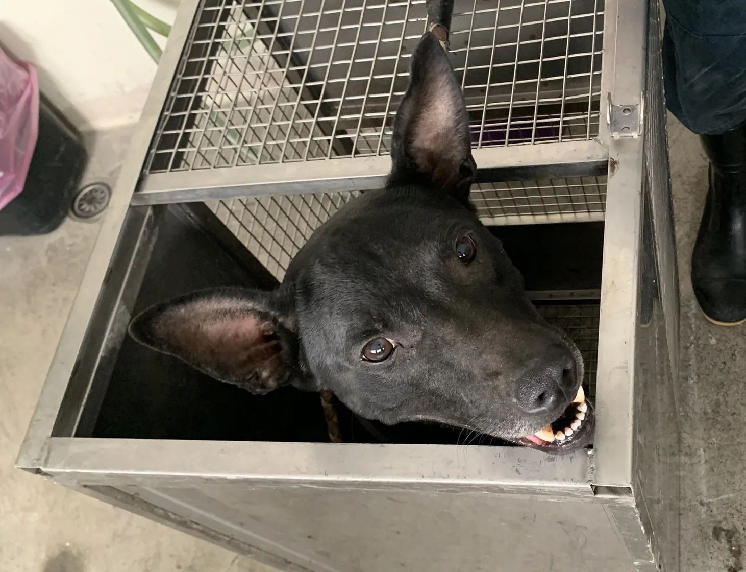 混種犬