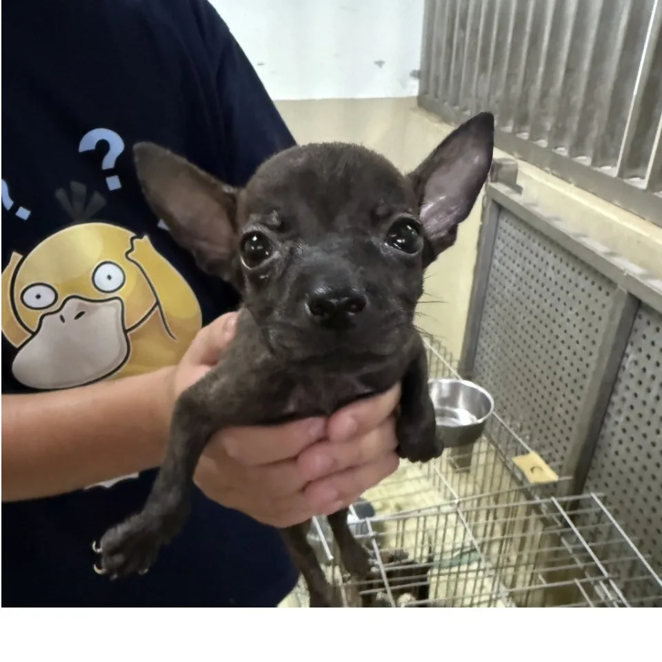 混種犬