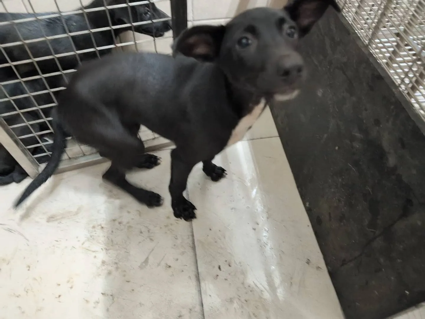 混種犬
