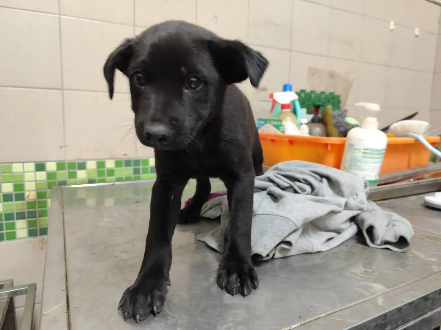 混種犬