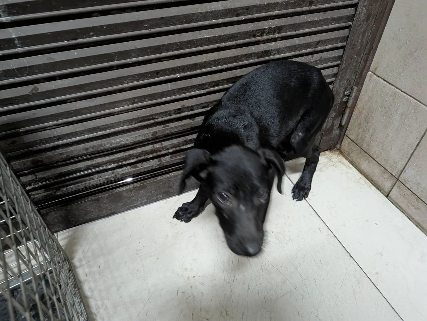 混種犬